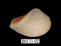 藏品(厚蛤)的圖片